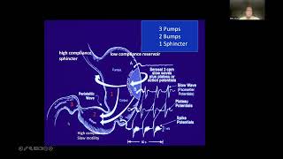 Rediscovering gastric motility and Electrogastrography in relation to disease  Dr Mark Noar [upl. by Arnoldo]