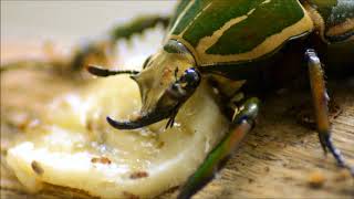 Mecynorrhina Torquata Ugandensis beim Fressen [upl. by Obala482]