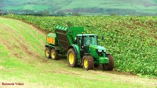 Lifting Fodder Beet with John Deere 6150R and Armer Salmon [upl. by Aroel133]