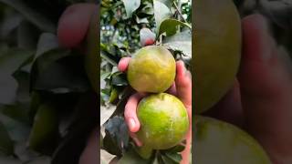 Harvesting fresh oranges 🍊 youtubeshorts gardening shorts [upl. by Dremann]