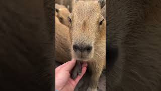 😍🌷 capybara animalphotos animals credits capybarastigram 🌷😍💐 animalpictures funny [upl. by Reichert]