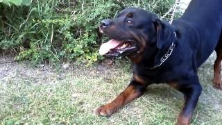 Big Rottweiler defends his territory 2 [upl. by Stalker]