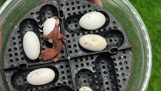 Crested Gecko Hatchling [upl. by Twum]