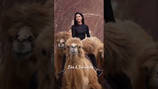 Camel Herder camelsofdesert camelride lyrics music song love shortsfeeds [upl. by Jervis]