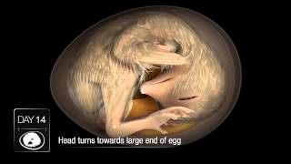 Chicken Embryo Development [upl. by Aneev]