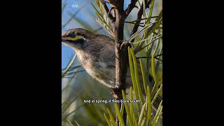 Discover the Yellow Faced Honeyeater Australias Early Riser [upl. by Alin19]