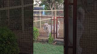 🌟Morning Vibes With My Dogs At Ruffhouse Kennel 🐕 shortsfeed shortvideo shorts short doglovers [upl. by Ynogoham]