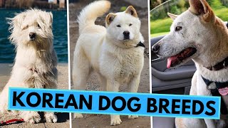 All Korean Dog Breeds  Jindo Sapsali Pungsan and Others [upl. by Ahsat135]