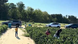 Khelankumar and Bhuvika Visited Hallocks UPick Farms with Friends amp Families vegetables [upl. by Newman243]