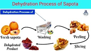 Dehydration Process of Sapota dehydrating sapodilla  Dried chiku  How to prepare sapodilla [upl. by Haley]