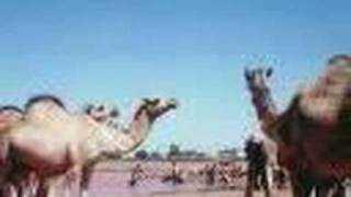 Aduunyo Somali song Maxamed Mooge [upl. by Kial559]