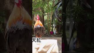 Longcrowing chicken [upl. by Farra]