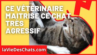 Comment soigner un chat très agressif  A voir dans le nouveau Test [upl. by Zantos]