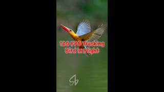 Sony A9M3 120FPS Bird AF Tracking in RAW [upl. by Pelletier]