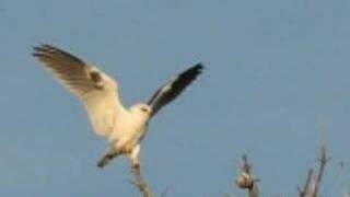 White tailed kite [upl. by Levana]