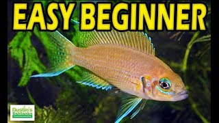 EASY BEGINNER CICHLIDS Species Sunday [upl. by Nailliw]