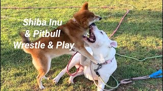 Girl Dogs Routine Play 09112024 shiba pitbull [upl. by Isiah]