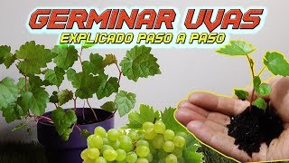 Como Germinar Semillas de Uva  EL MEJOR MÉTODO  Germinar Uva  Sembrar Uvas  Cultivo Paso a Paso [upl. by Haramat899]