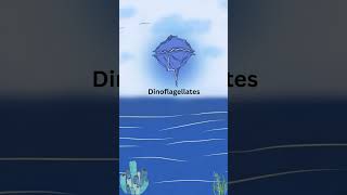 Dinoflagellates  Oceans light show  Vectenadmy facts shortseducation [upl. by Lord467]