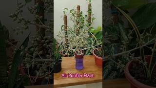 Air Purifier Plant decoration plant nursery snake plants 24hrs Oxygen givingytshorts [upl. by Jeavons]