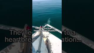 Friendship between Dolphin and Dog shortvideo [upl. by Ivo]