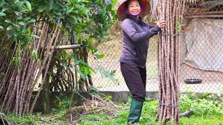 Planting Cassava Diligent Hands on the Mountain Peak [upl. by Toulon]