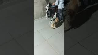 Bakıyım menüde ne var Rızzık zamanı keşfet puppy bulldog shortvideo bulldogslove pets cute [upl. by Baelbeer]