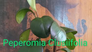 Peperomia Clusiifolia [upl. by Ditmore901]