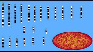 REPRODUCTION HAPLOID VS DIPLOID [upl. by Lipinski]