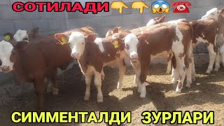 ТОЗЗА СИММЕНТАЛЛАР КЕЛДИ СОТИЛАДИ ☎️998 95 090 95 15 SOTILADIGON SIMMENTAL BUZOQLAR 28 мая 2023 г [upl. by Leith]