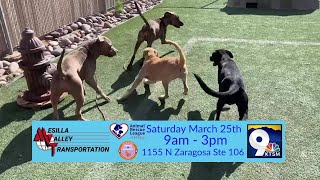 Mesilla Valley Transportation Adoption Event [upl. by Nyrol]