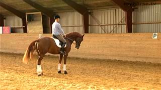 Dressage Exercise  Halt Rein Back [upl. by Whall]