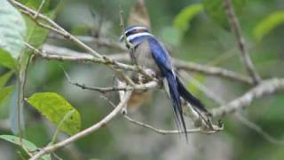 Incubating Whiskered Treeswift Day24 [upl. by Kenn]