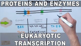 Proteins and Enzymes in Eukaryotic Transcription [upl. by Irehc523]