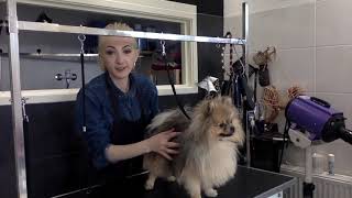 Pomeranian cute teddy bear face haircut full grooming session [upl. by Natalia]