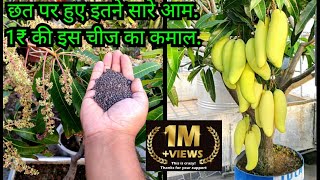 छत पर हुए इतने सारे आम 1₹ की इस चीज का कमाल  फलों से भर जाएगा पेड़ How To Grow Mango Plant In Pot [upl. by Linneman]