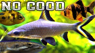 7 Terrible Fish for your Community Aquarium [upl. by Namzed919]