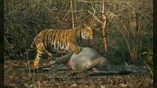 Siberian Tiger vs Bengal Tiger What are the Differences [upl. by Mintun]