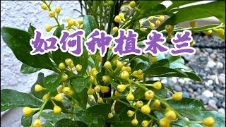 August 3 2023 米兰的种植与养护Aglaia odorata – Chinese Perfume Tree [upl. by Assille]