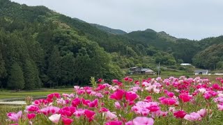 20240520 五分咲き 山あいを彩る色鮮やかな色待宵草の花 〜愛媛県西予市〜 [upl. by Arrik]