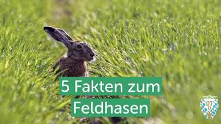 5 Fakten über den Feldhasen [upl. by Irej]