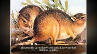 Bramble Cay Melomys Extinction Due To Climate Change [upl. by Assiluj119]