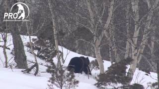 Kamchatka Bear 2014 trailer [upl. by Ttezil]