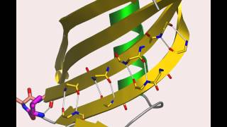 Cystatin A protein that flips out [upl. by Tony]