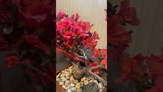 Azalea Japonica Bonsai [upl. by Apollo]