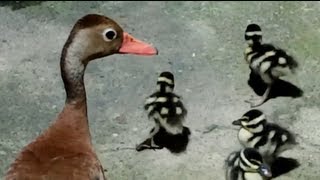 Patos pichichines invaden mi casa  Blackbellied Whistling Duck [upl. by Kippar]