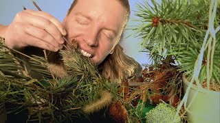 ASMR MUKBANG  ASMR Eating Pine Cones Grass Sticks Pine Needles Log Golf Balls Wheat [upl. by Korella]