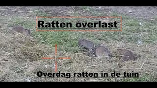 Ratten bestrijding overdag [upl. by Soirtemed64]