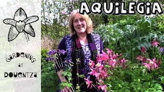 Aquilegia Care How to Grow Grannys Bonnet Columbines  4 of 30 my month of perennials [upl. by Sokil]