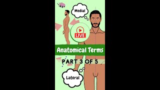 Medial amp Lateral Anatomical Terms amp direction [upl. by Uase]